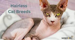 ‪Hairless Cats - The Ultimate Guide of Hairless Cat Breeds‬‏