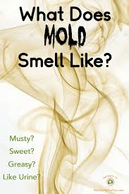 What Does Mold Smell Like Mold Help For You