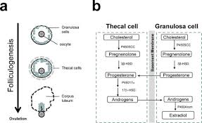 Estrogen Dominance Part 1 Ovarian Aging Phd Nootrition