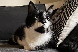 Cat Owners Must Be Vigilant As Food Products Linked To Fatal Disease Evening Standard