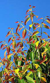 Growing Cinnamon In Containers How To Grow Cinnamon Plant Plants Potted Trees Medicinal Plants