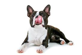 The original diy pest control supply store. Help My Dog Ate Pesticide 5 Signs Your Dog Consumed Pesticides