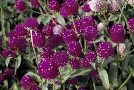 Image result for Gomphrena globosa
