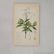 Image result for Peddiea