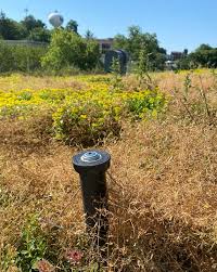 CAED Green roof report