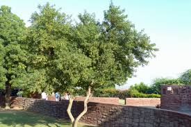 Image result for Dalbergia sissoo