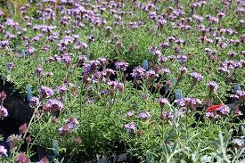 Image result for Nemesia lilacina