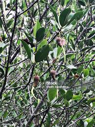 Image result for Rhizophora mucronata