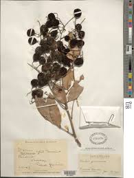 Image result for Dialium