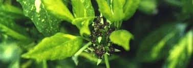 Perfect for shady gardens, aucuba japonica (spotted laurel) is a dense, upright, rounded, evergreen shrub, prized for its lush foliage of leathery, glossy, rich green leaves mottled with golden yellow. Aucuba Gold Dust Plant Japanese Laurel Variegated Japanese Aucuba Aucuba Japonica Variegata