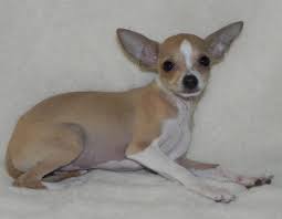 Download our petland app today for information on your local petland's available pets and pet supplies. Male Tan And White Chihuahua Puppy For Sale In Cape Fear North Carolina Classified Americanlisted Com