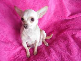 We did not find results for: Applehead Chihuahua Puppies For Sale In California Chihuahua Puppies Chihuahua Puppies For Sale Chihuahua