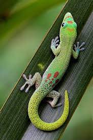 Maybe you would like to learn more about one of these? Pin By Aja Svingen On Amazing Animals Cute Reptiles Pet Birds Animals
