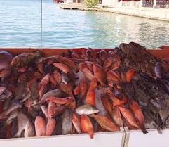 Epingle Sur Caraibes
