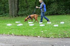 Our classes teach you and your pup everything you need to know for life together in the big city. Brookfield Woman Starts Nosey Pup Dog Training In Menomonee Falls