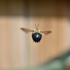 A female often creates six to 10 cells photo by ny state ipm program at cornell university. Get Rid Of Carpenter Bees Natural Methods Of Attack