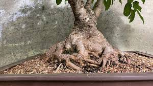 Image result for Ficus virens