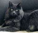 Long Haired Russian Blue Cats | The Cat Gallery