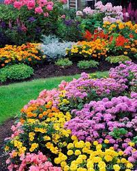 Floss Flower Ageratum Houstonianum Beautiful Gardens Dream Garden Flower Garden