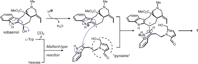 Image result for Voacanga pachyceras