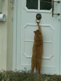 Knows How To Knock When Wants Back In Very Smart Cat Funny Animals Cats Cat Pics