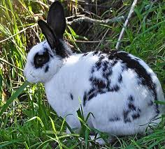 Black And White Spotted Rabbit Breeds Pretty Black And White English Spotted Bunny Rabbit Animals Bunny