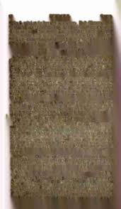 Image result for Coronopus integrifolius