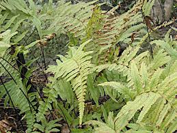 Image result for Microlepia