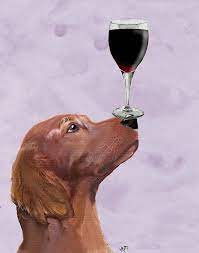 The united kennel club formally recognized the akbash dog as a breed in 1999, but many other kennel clubs worldwide have thus far remained on the fence. Pin On Wine