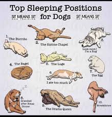 We did not find results for: Sleeping Positions Sit Means Sit Syracuse