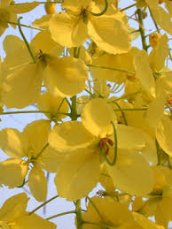 Image result for Cassia agnes