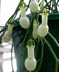 Image result for Ceropegia circinata