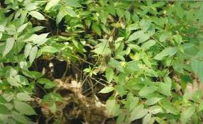 Image result for Millettia drastica