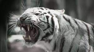 White Tiger Wallpaper Wallpaper Wide Hd Harimau Putih Kucing Besar Harimau