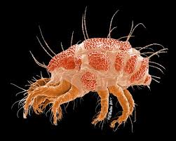 A Species Of Stigmaeus A Typical Predatory Raphignathoid Mite Mit Bildern Insekten Ungeziefer Tiere