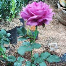 Harga bibit tanaman bunga mawar 1 paket 10 batang + bonus 1 berat 1 kg bebas. Jual Bibit Bunga Mawar Ungu Agro Bibit Id