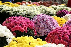 These beautiful pictures of pretty flowers are free stock photos and can be downloaded and commercially used because they are. Top 10 Feel Good Flowers