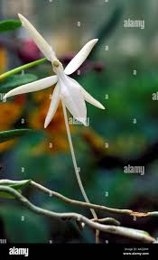 Image result for Jumellea