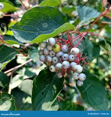 Image result for Cornaceae