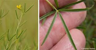 Image result for Melolobium