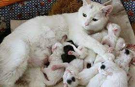 Berikut ini adalah empat hal yang harus diperhatikan jika menemukan anak kucing yang ditinggal induknya. 99 Tafsir Mimpi Kucing Melahirkan Anak Banyak Di Kamar Di Rumah