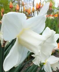 Narcissus Mount Hood Cultivated In The Netherlands In The 1930s This Superb 4 White Trumpet Daffodil Opens With A Ye With Images Bulb Flowers Narcissus Flower Narcissus