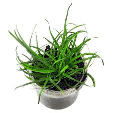 Image result for Eriocaulon bongense