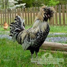 Maybe you would like to learn more about one of these? Murray Mcmurray Hatchery Silver Polish