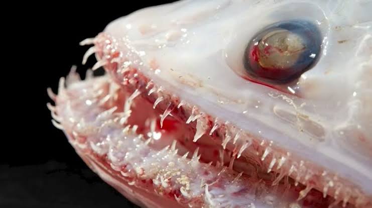 Rare deep-sea creatures discovered in remote ocean