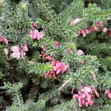 Image result for Grevillea