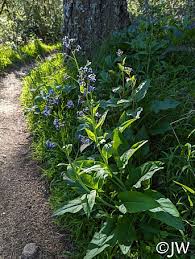 Image result for Rhipidoglossum eggelingii