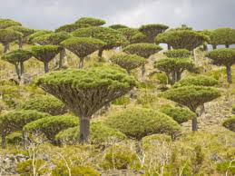 Matching smaller vase also available. Socotra Island Socotra Island Sightseeing Times Of India Travel