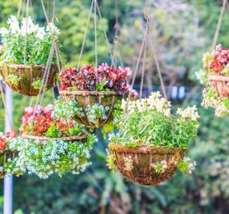 Charming Hanging Baskets for Your Home - Mancuso's Florist Blog