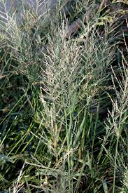 Image result for Leptochloa fusca